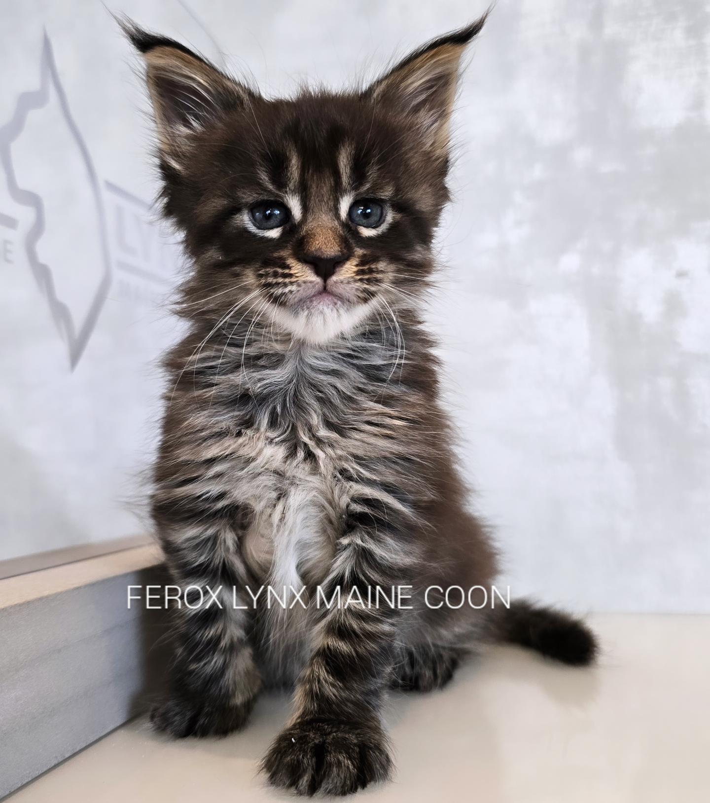 SE*Ferox Lynx (Svarttabby hona)