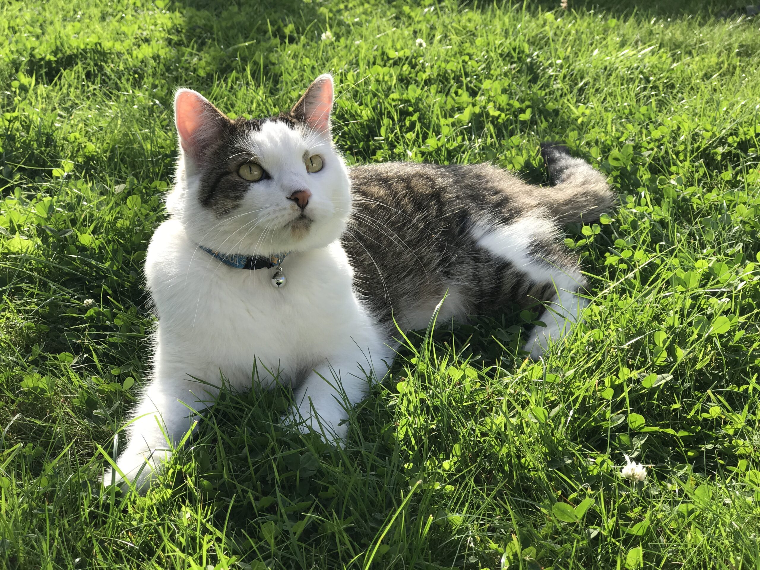 Katt på Ferox Lynx minnessida Katt på Ferox Lynx minnessida