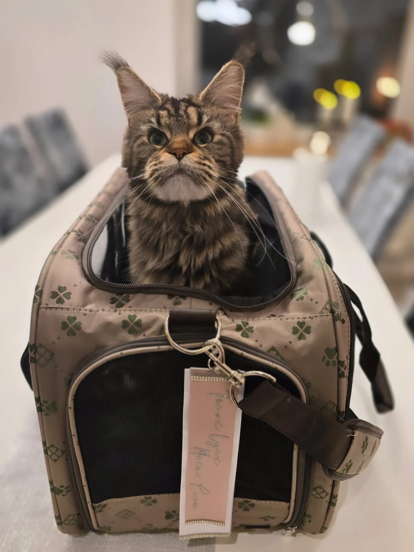 Maine Coon med personlig ShowCat-banner på transportväska